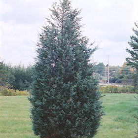 Plant Photo 1