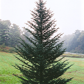 Plant Photo 2