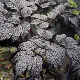 Plant Photo 9