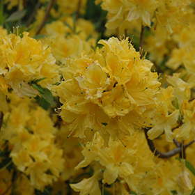 Plant Photo 1