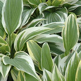 Plant Photo 9