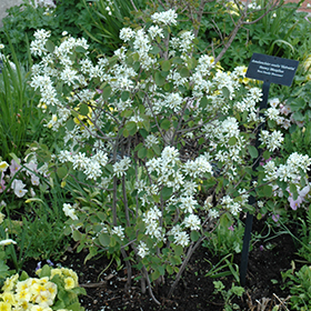Plant Photo 4
