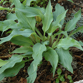 Plant Photo 3