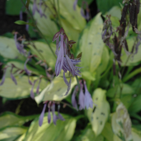 Plant Photo 2