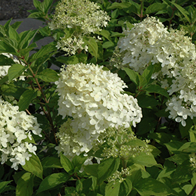 Plant Photo 5