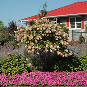 Plant Photo 10