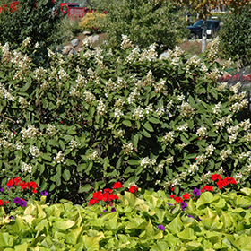 Plant Photo 7