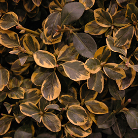 Plant Photo 8