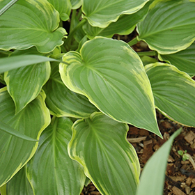 Plant Photo 8