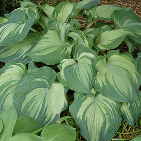 Plant Photo 8