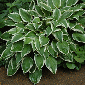 Plant Photo 6