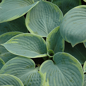 Plant Photo 1