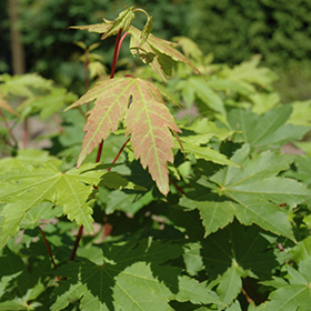 Plant Photo 4