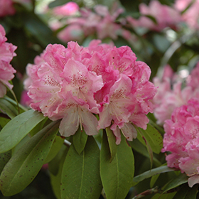 Plant Photo 10