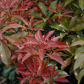Plant Photo 5