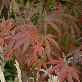 Plant Photo 2