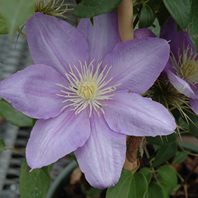 Plant Photo 4