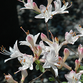 Plant Photo 4