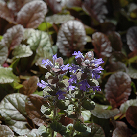 Plant Photo 7