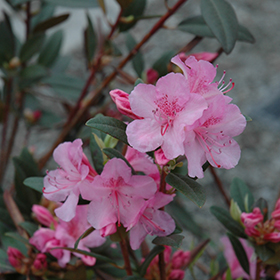 Plant Photo 7