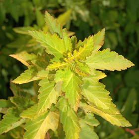 Plant Photo 2