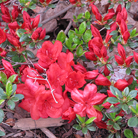 Plant Photo 8