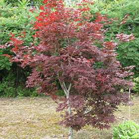 Plant Photo 7