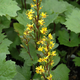 Plant Photo 6