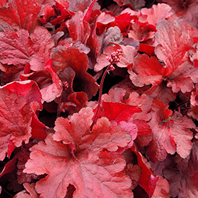 Plant Photo 8