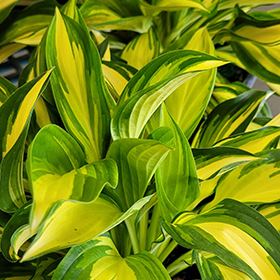 Plant Photo 4