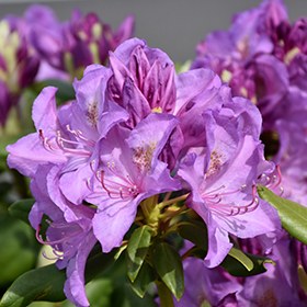 Plant Photo 6
