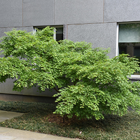 Plant Photo 10