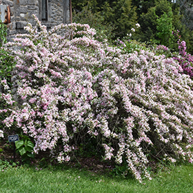 Plant Photo 7