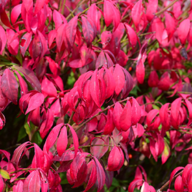 Plant Photo 6