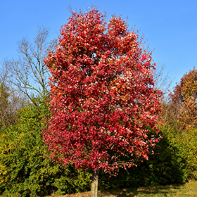 Plant Photo 10