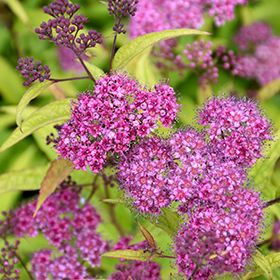 Plant Photo 2