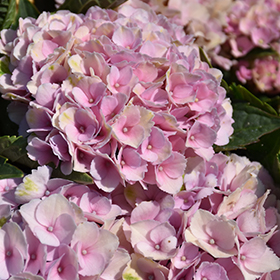 Plant Photo 5