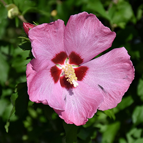 Plant Photo 6