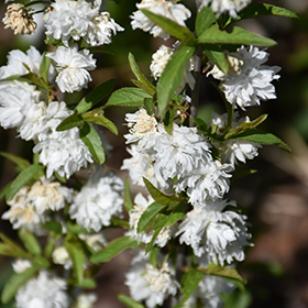 Plant Photo 4