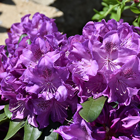 Plant Photo 9
