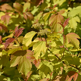 Plant Photo 3