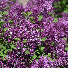 Plant Photo 8
