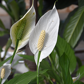 Plant Photo 9