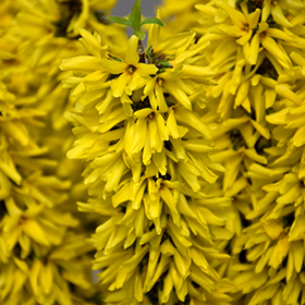 Plant Photo 4