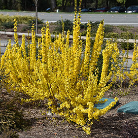 Plant Photo 3