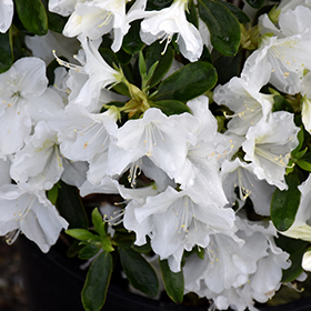 Plant Photo 9
