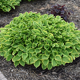 Plant Photo 6