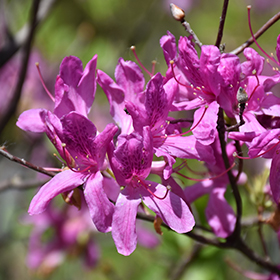 Plant Photo 2