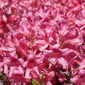 Plant Photo 9