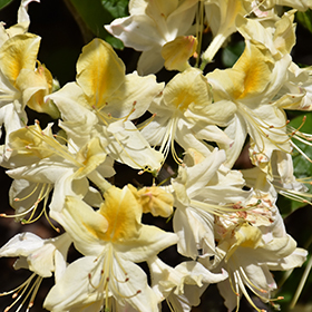 Plant Photo 4